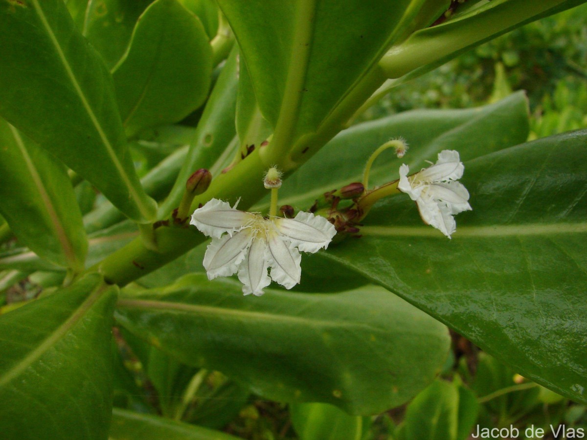 Scaevola taccada (Gaertn.) Roxb.